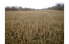 Property photo 4 - 42 Acres Offered in 3 Tracts